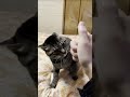 Cat gun shooting  funny cat  must watch  ytshorts funnyshorts shaz  hadis