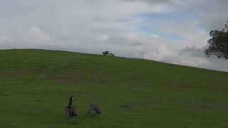 AV1 film grain test (from SVT AV1 library)