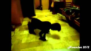 Bboy - Crickets 17 Month Progress