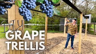 The Best Homestead GRAPE TRELLIS