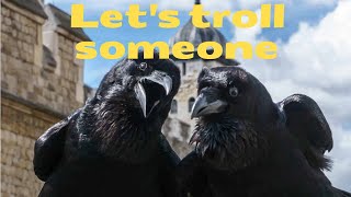 Ravens are trolling experts * Funny animals * Compilation  #20