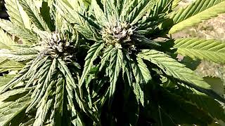 small winter outdoor grow