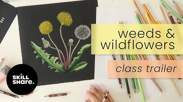 SKILLSHARE CLASS TRAILER | Vintage-Inspired Botanical Illustrations: Weeds & Wildflowers