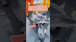 Dolphin Jumps Into Fishing Boat and Gives Birth