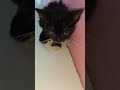 #🐈‍⬛ #short #edit #edits #cat #studywithmeandmycat #kitten #cute #whowillbemylifepartnerta #pets