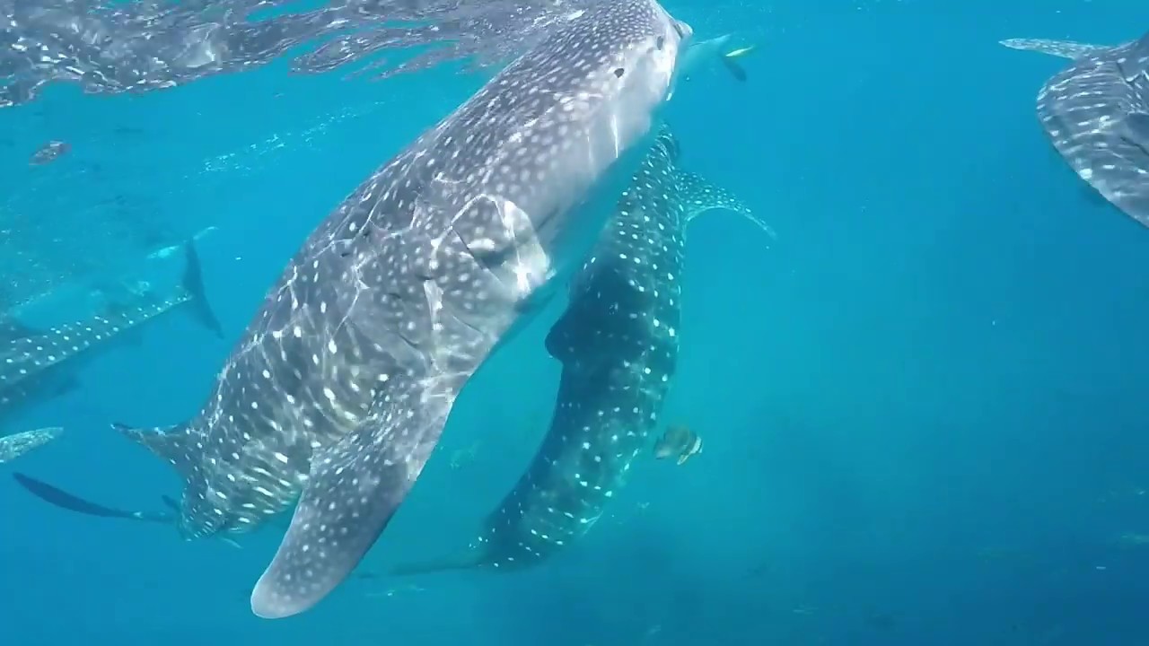 Whalesharks, The Gentle Giants - Oslob, Cebu, Philippines