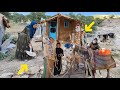 How did the mountain mother build a shelter with a rented donkey?