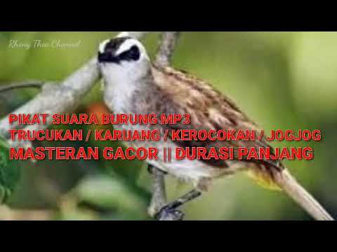 Mantap Buat Pikat Masteran Suara Burung Trucukan Kerocokan