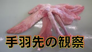 手羽先の観察 骨と筋肉のつくり 中２動物 Youtube