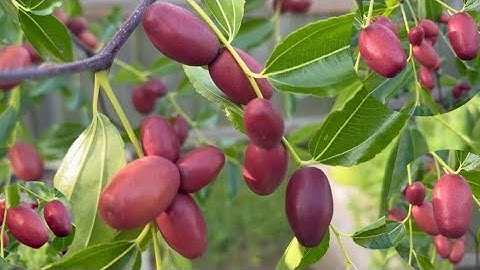 Mùa Táo Tàu Chín Sắp Tới Rồi. Mới Mua Thêm 3 Cây Táo Tàu Từ Vườn Trái Cây O2, Cali.