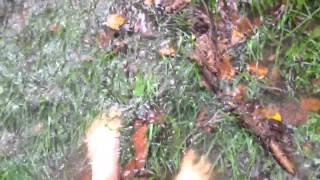 Back yard flooding