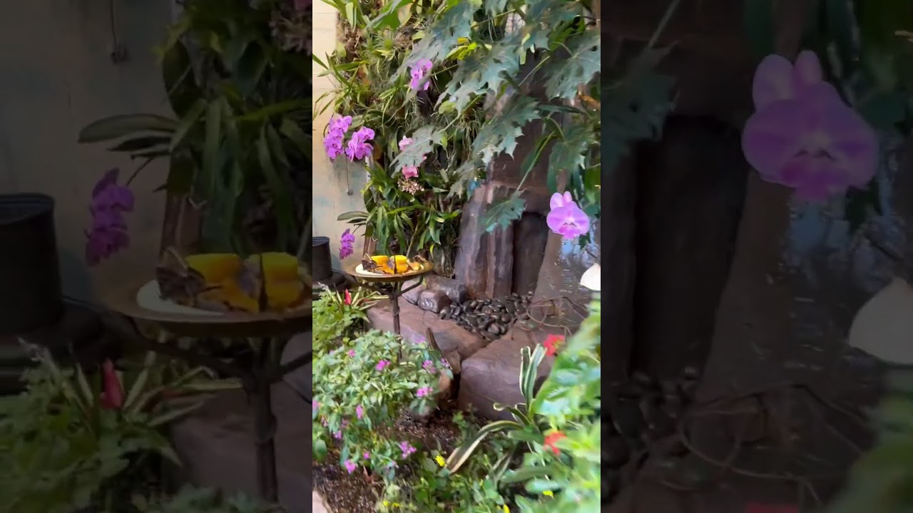 Butterfly Encounter at the CT Science Center