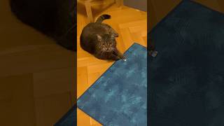 The shell game .A cheater like a thimblerig #cat #prettycat #catlife #prettyfunny #cute #funny #game