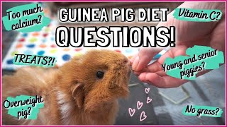 8 Most Common Guinea Pig Diet Questions Answered