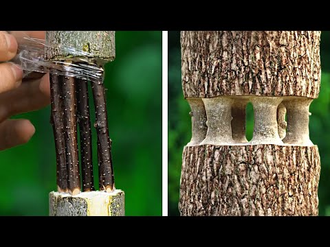 Video: Hoe om plante te verf: wenke om plante uit jou tuin te verf