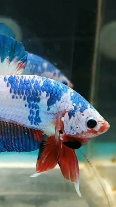 Jenis ikan cupang