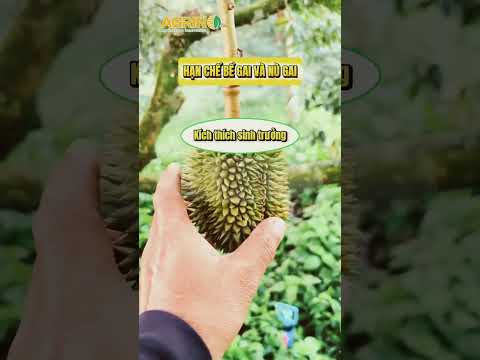 Vì sao không nên lạm dụng kích thích sinh trưởng khi nuôi trái non #agrino #saurieng #durian #npk