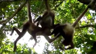 Red Ants & Spider Monkeys