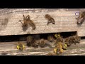 Бджола,комаха яка ратує світ,і життя на землі.с.Пістинь.