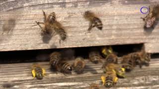 Бджола,комаха яка ратує світ,і життя на землі.с.Пістинь.