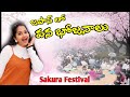 🇯🇵జాపాన్ లో బతుకమ్మ లాంటి పండగ | Sakura festival in Japan 