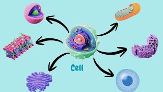 Cell Structure and Cell Organelles Explained | Biology Basics
