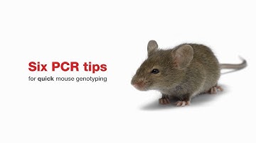 Six PCR tips for quick mouse genotyping