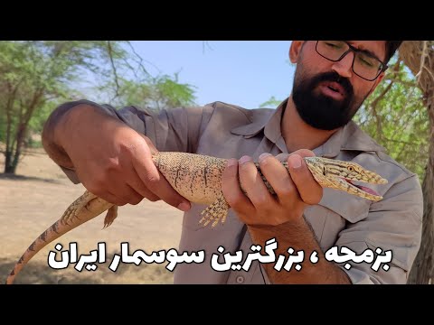 بزمجه خاکستری داستانها و خرافات تا واقعیت