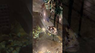 Huge Game Fish at Bass Pro Shop