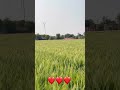 Village ❤️Lover❤️❤️