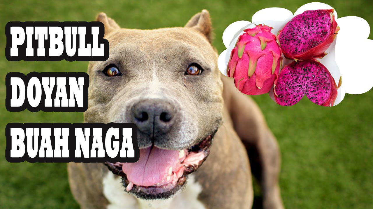 Pitbull Makan Buah Naga Video Anjing Pitbull Lucu YouTube