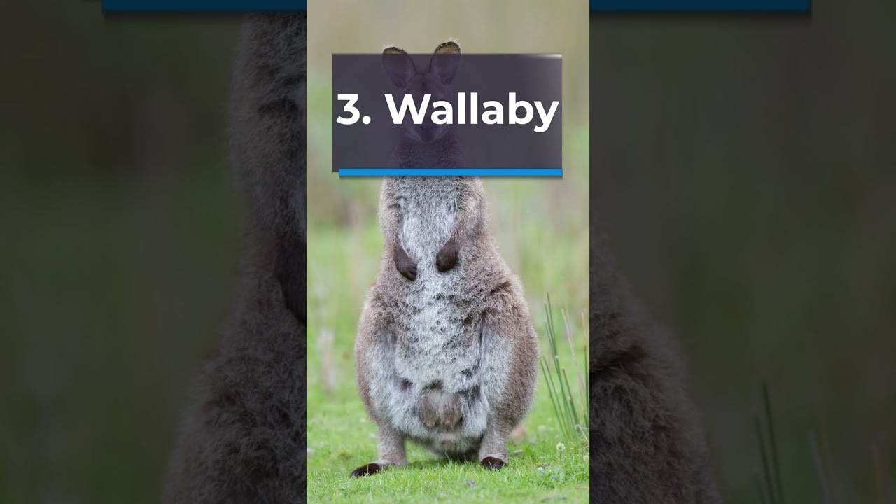 Top 5 MARSUPIALS of Australia | M & A - The Animal Empire | Animal Videos