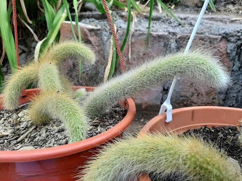 Cuidados del Cleistocactus colademononis / Cactus cola de mono / Hildewintera colademononis