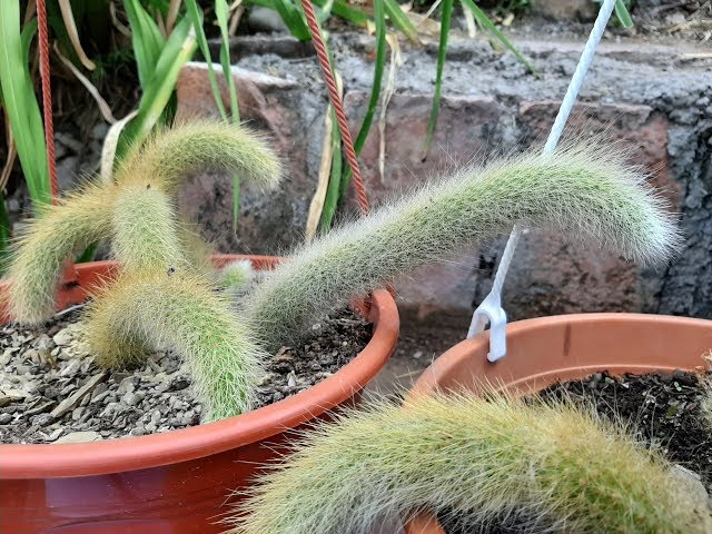 furla cactus Shop latest trending Furla Cactus color Tote Bags Online | Italian Leather,  Made in Italy, for Women main image 1