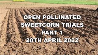 Sweet corn trial part 1 open pollinated - adding worm casts to the beds