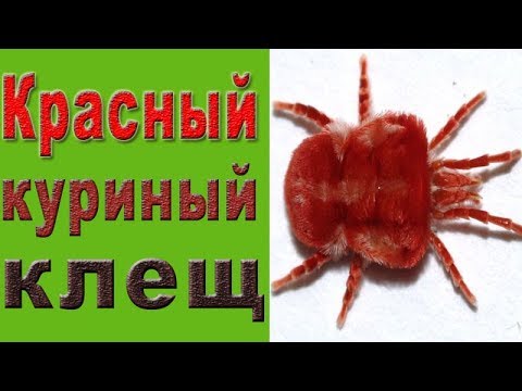 Клещи у кур. Красный куриный клещ.