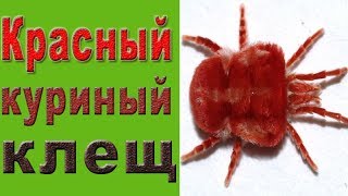 Красные Куриные Клещи Фото