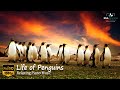 Life of penguins in u piano music sleep music meditation music relaxing music healing music