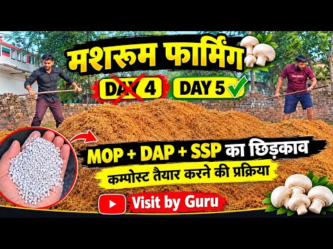 मशरूम फार्मिंग DAY 5 🍄 | MOP, DAP और SSP का Mixing कैसे किया ? |@VisitbyGuru 