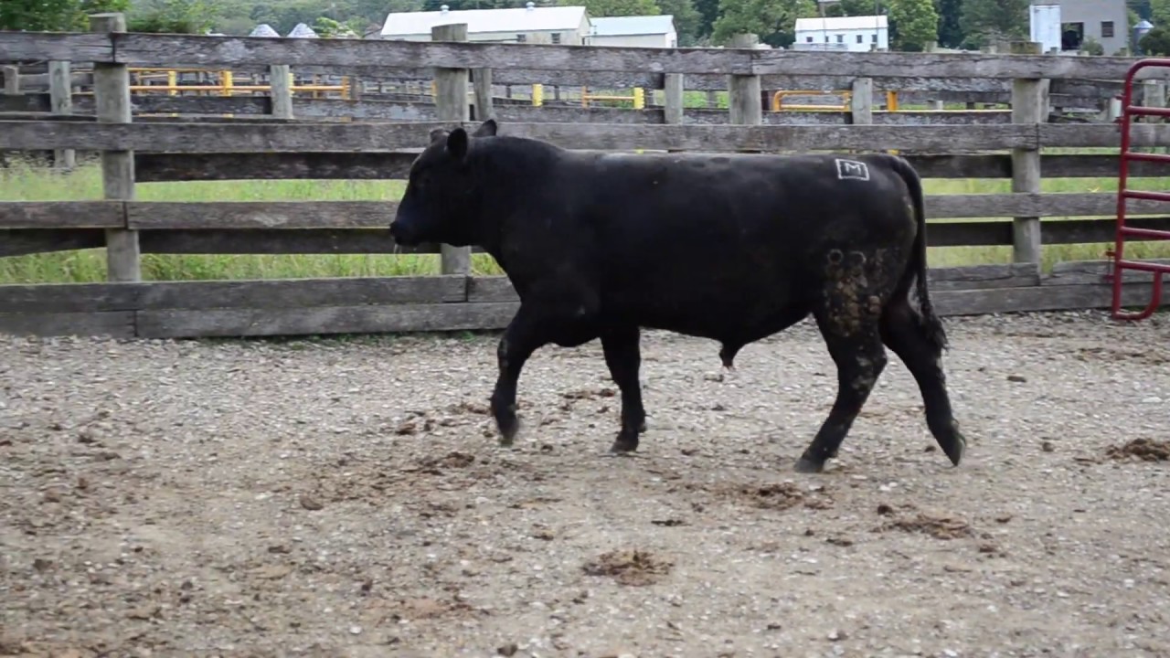 2019 Fall Bull Sale Tag 831