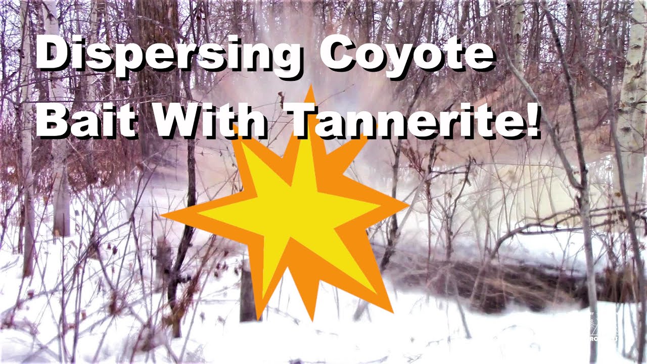 Dispersing Coyote Bait With Tannerite! 