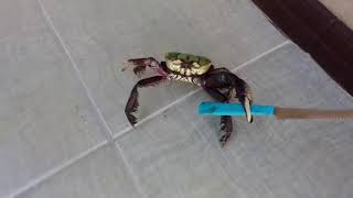 Shot on iphone meme crab with a knife