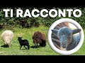 NOVITÃ€ sull'AGNELLO e dal PODERE