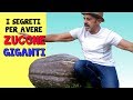 I SEGRETI PER AVERE ZUCCHE GIGANTI