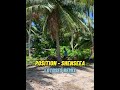 Position - Shenseea (LOTOSES Remix)