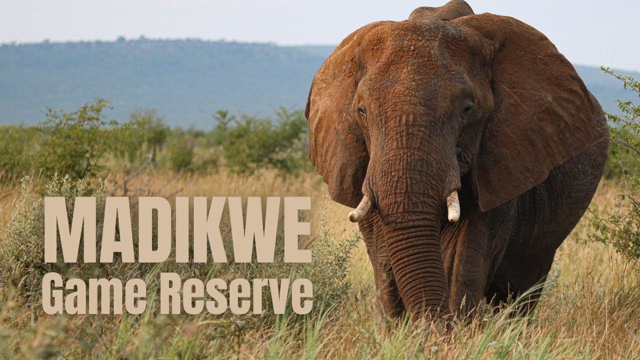 Madikwe Game Reserve | Part 2 | Green Season in the African Bush | 2021 South African Safari