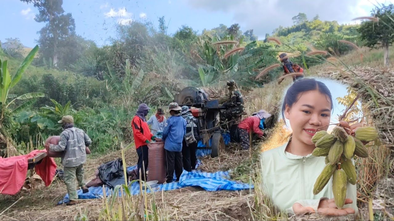 วันนี้สาวนกพาทุกคนมาสวน วิถีชีวิตของชนบทลาว เก็บกู้ผลผลิต 