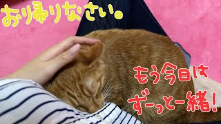 留守番ねこのかわいすぎるお出迎えメス飼い主編