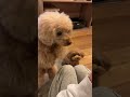 一口で理性消えた犬 #トイプードル #dog