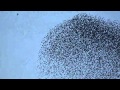 60.000 Starlings in Flight.mpg